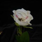 Collier Double Cœur – Grenats Roses